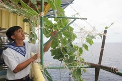 Chiến sỹ nhà giàn DK1/12 (Bà Rịa-Vũng Tàu) trồng rau để cải thiện bữa ăn. (Ảnh: Trần Việt/TTXVN)