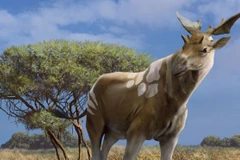 (Ảnh: Science Photo Library)