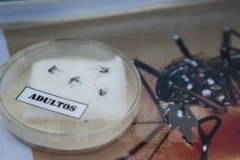 Ảnh minh họa. (Nguồn: AFP/TTXVN)