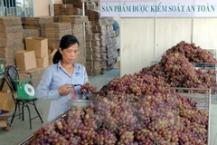 Ảnh minh họa. (Nguồn: TTXVN)