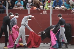 Đấu sỹ "máu lạnh" tuổi teen đâm chết bò tót một cách dã man