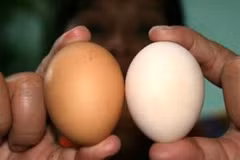 Sau 3 phút ngâm hóa chất, trứng gà công nghiệp được hô "biến" thành trứng gà ta. (Ảnh: Thông Chí/Vietnam+)