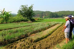 Nhiều diện tích đất sản xuất tại Thừa Thiên-Huế bị thiếu nước. (Ảnh: Tường Vi/TTXVN)