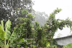 Cơn mưa lớn trên diện rộng, kéo dài gần 4 giờ đồng hồ trên địa bàn tỉnh An Giang, góp phần giải hạn và làm cho thời tiết tại An Giang dịu mát trở lại. (Ảnh: Công Mạo/TTXVN)