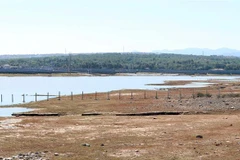 Hồ chứa nước Bầu Ngứ ở huyện Thuận Nam, Ninh Thuận đang dần cạn kiệt, chỉ tích nước để phục vụ chăn nuôi. (Ảnh: Công Thử/TTXVN)