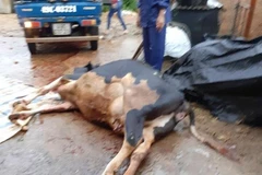 Lâm Đồng: Sét đánh chết đàn bò sữa ở huyện Đức Trọng