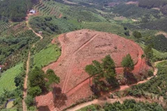 Hiện trường vụ việc tại tiểu khu 261B, địa bàn xã Nam Hà, huyện Lâm Hà. (Ảnh: Đặng Tuấn/TTXVN)