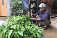 Người dân thôn Pàn Deng, xã Hưng Đạo, huyện Bình Gia, Lạng Sơn kiểm tra cây mỡ giống được hỗ trợ. (Ảnh: Quang Duy/TTXVN)