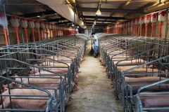 Lợn được nuôi tại trang trại ở tỉnh Giang Tây, Trung Quốc. (Ảnh: THX/TTXVN)