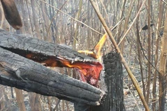 Gốc một thân cây khá lớn bị cháy đen. (Ảnh: Nguyễn Dũng/TTXVN)