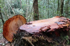 Hiện trường vụ phá rừng cũ, lâm tặc chưa kịp vận chuyển gỗ. (Ảnh: Cao Nguyên/TTXVN)