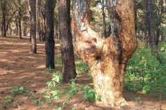 Những hình ảnh về rừng thông ở Gia Lai liên tiếp bị “bức tử” 