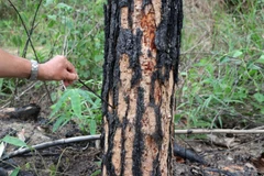 Lâm tặc dùng máy khoan lỗ vào gốc cây rồi bơm thuốc diệt cỏ để hạ độc. (Ảnh: Quốc Hùng-Đặng Tuấn/TTXVN)