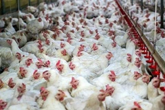 Ảnh minh họa. (Nguồn: globalmeatnews)