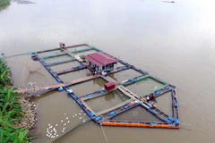 Nuôi cá lồng trên sông Hồng. (Ảnh: Phạm Kiên/TTXVN)