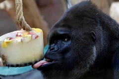 (Nguồn: africanews)