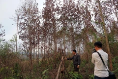 Khu vực này đã từng bị lâm tặc chặt phá thông, đã trồng keo vào chống lấn chiếm, nhưng cũng bị lâm tặc đốt trụi. (Ảnh: Quốc Hùng-Đặng Tuấn/TTXVN)