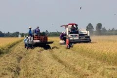 Thu hoạch lúa Đông Xuân. (Ảnh: Lê Huy Hải/TTXVN)