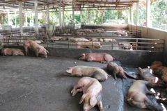 Số heo bị bệnh còn lại tại chuồng nuôi chờ tiêu hủy. (Ảnh: Hồng Thái/TTXVN)