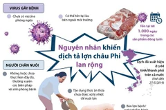 [Infographics] Nguyên nhân khiến dịch tả lợn châu Phi lan rộng