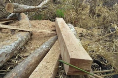 Gỗ bị khai thác trái phép tại lâm phần do Công ty TNHH MTV Lâm nghiệp Kông Chiêng quản lý. (Ảnh: Hồng Điệp/TTXVN)