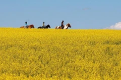 Cánh đồng cải dầu ở gần Cremona, tỉnh Alberta, miền Tây Canada. (Ảnh: The Canadian Press)