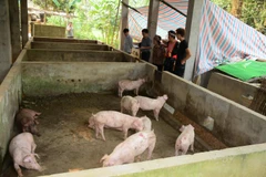 Đàn lợn gia đình. (Ảnh: Đức Tưởng/TTXVN)