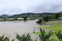 Nhiều vườn rau Tết bên sông Đa Nhim bị ngập nước do thuỷ điện Đa Nhim tiến hành xả lũ. (Ảnh: Nguyễn Dũng/TTXVN)