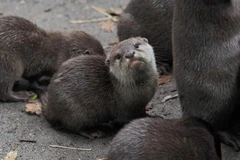 Rái cá tại sở thú Beauval ở Saint-Aignan của Pháp. (Ảnh: AFP/TTXVN)