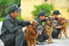 Hình ảnh về những người thầy tận tâm với nghề chăm cảnh khuyển 