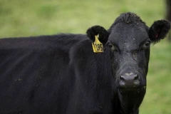 (Nguồn: bombalatimes)