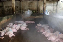 (Ảnh minh họa: Hồ Cầu/TTXVN)