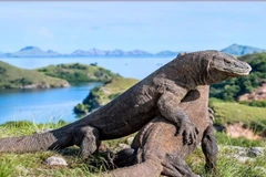 (Nguồn: indonesia.travel)