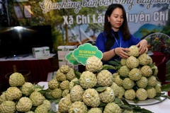 Sản phẩm na của xã Chi Lăng. (Ảnh: Vũ Sinh/TTXVN)