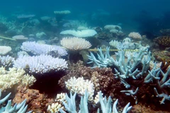 Rạn san hô Great Barrier tại Australia, ngày 19/4/2018. (Ảnh: AFP/TTXVN)
