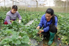 Nông dân xã Tả Chải (Bắc Hà, Lào Cai) chăm sóc vườn dâu tây Hàn Quốc trong nhà kính. (Ảnh: Quốc Khánh/TTXVN)