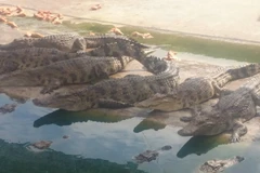 Cá sấu đủ trọng lượng xuất bán nhưng vẫn được gia đình bà Nguyễn Thị Hương (ấp 1, xã Phú Ngọc, huyện Định Quán) giữ lại nuôi chờ tăng giá. (Ảnh: Sỹ Tuyên/TTXVN)