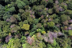 Một khu rừng ở Đức. (Nguồn: AFP/TTXVN) 