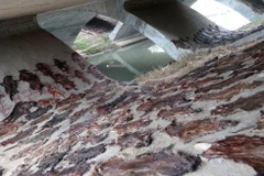 Rợn người với hàng trăm bộ lông chó phơi khô dưới gầm cầu