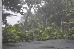 Bão đã làm nhiều cây đổ, ảnh hưởng tới giao thông, các dịch vụ điện, nước và viễn thông cũng bị gián đoạn. (Nguồn: ABC)