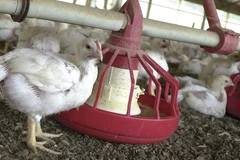 Ảnh minh họa. (Nguồn: wordpress.com)