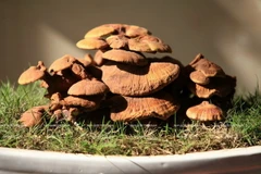 Nấm linh chi bonsai - biểu tượng của sự trường thọ, tài lộc 