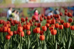 (Ảnh minh họa: THX/TTXVN)