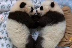 Hai chú gấu trúc sinh đôi 11 tuần tuổi ở Vườn thú Atlanta. (Nguồn: cbsnews.com)