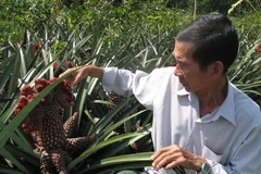 Dứa cảnh - Nguồn thu nhập dịp Tết của nông dân Tiền Giang