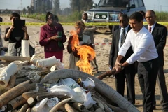 Thiêu hủy ngà voi và sừng tê giác tại Zimbabwe ngày 6/7. (Nguồn: AFP/TTXVN)