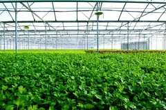 Dự án nhà kính VinEco Tam Đảo sẽ sản xuất và cung ứng các loại rau mầm cũng như rau ăn lá​-củ​-quả theo tiêu chuẩn VietGAP và GlobalGAP.