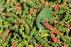 [Video] Sức nóng từ thị trường hồ tiêu Việt Nam vẫn chưa hạ nhiệt