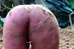 Củ khoai lang đặc biệt. (Nguồn: QQ)