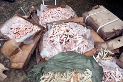 Số chân gà không rõ nguồn gốc được lực lượng chức năng tiến hành tiêu hủy. (Ảnh: Nguyễn Hoàng/TTXVN)